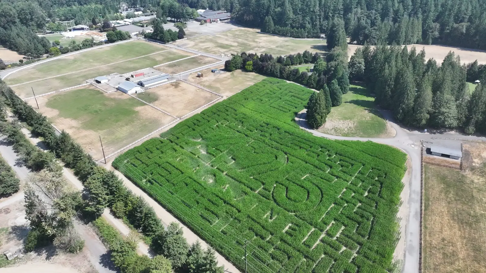 Aerial view of the cut corn maze beside the farm fields