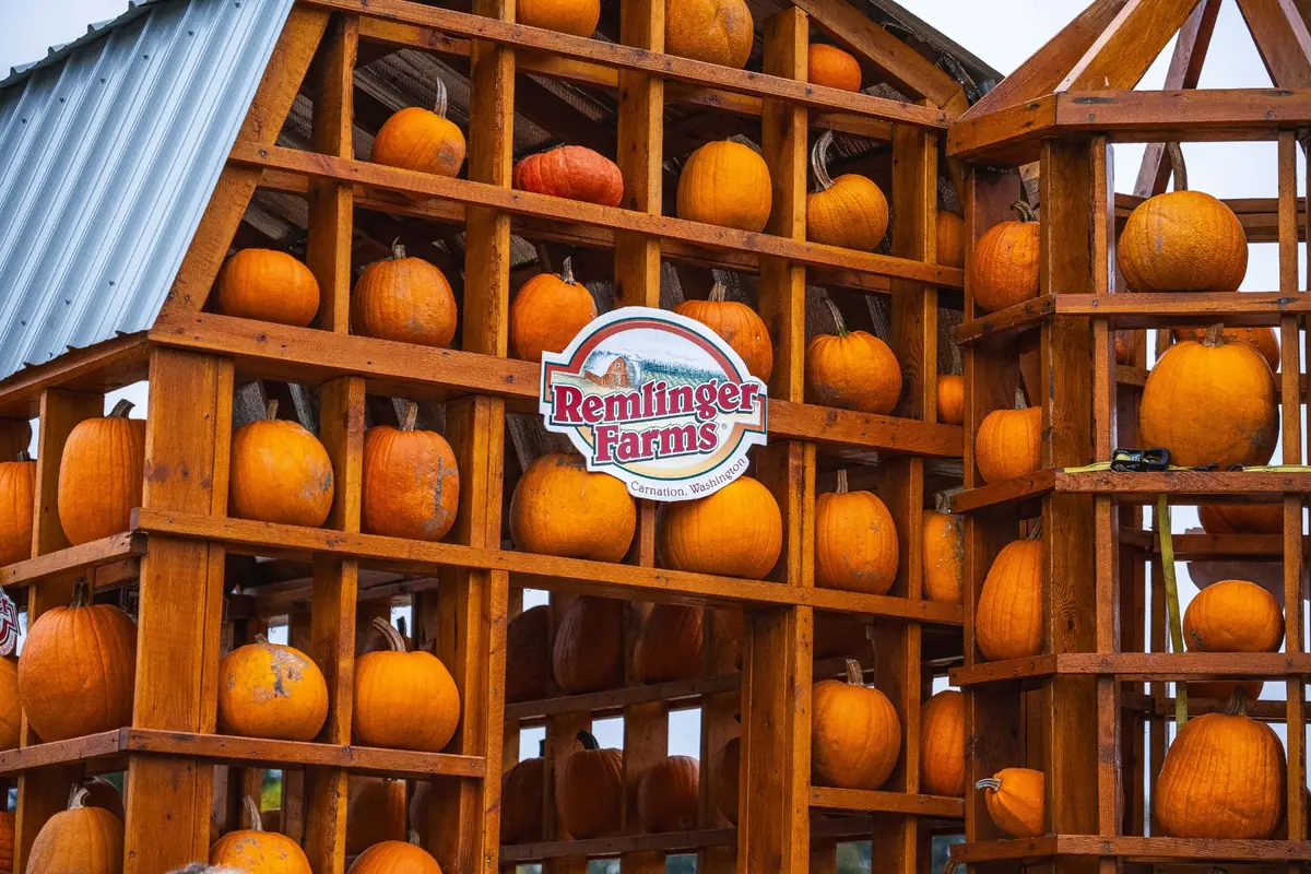 Timber racks stacked full of pumpkins under the Remlinger Farms sign