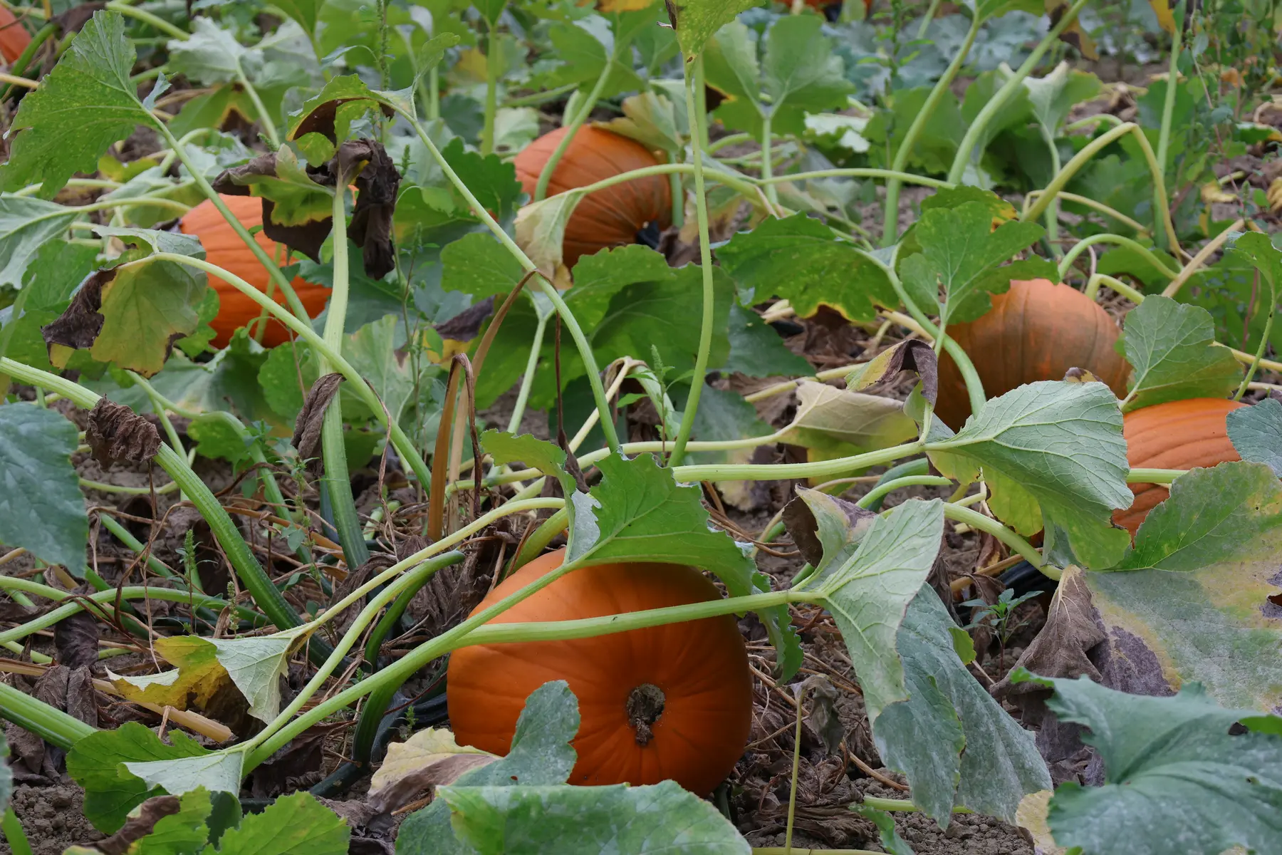 Wide rows of the Remlinger Farms U-Pick field beneath a Pacific Northwest sky