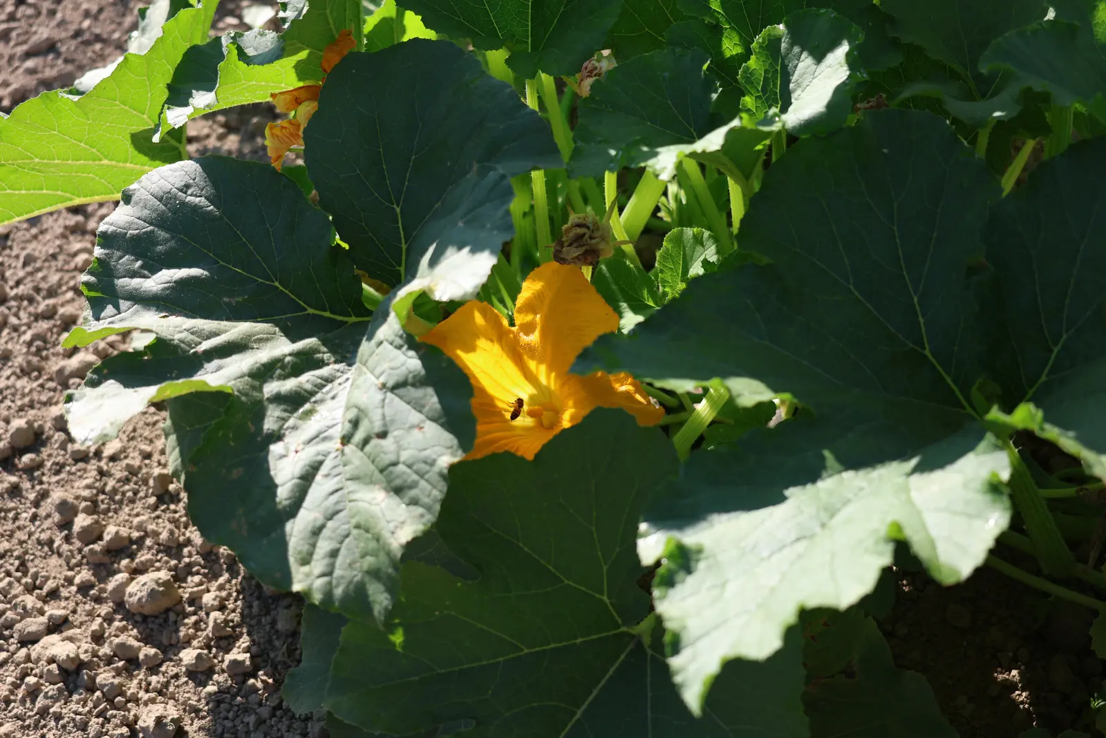 Pumpkin crop detail at Remlinger Farms