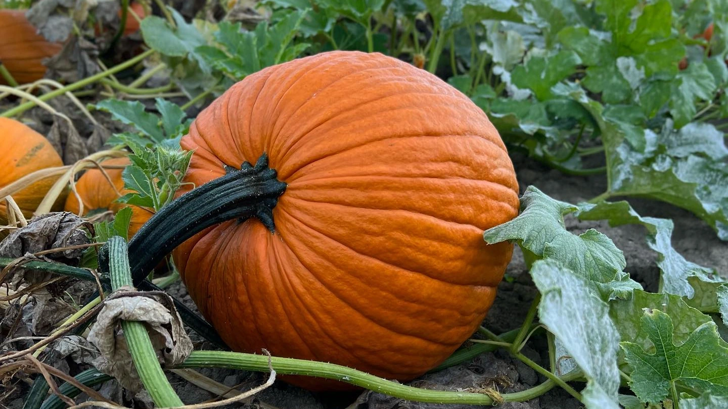 A large orange pumpkin growing on the vine at Remlinger Farms