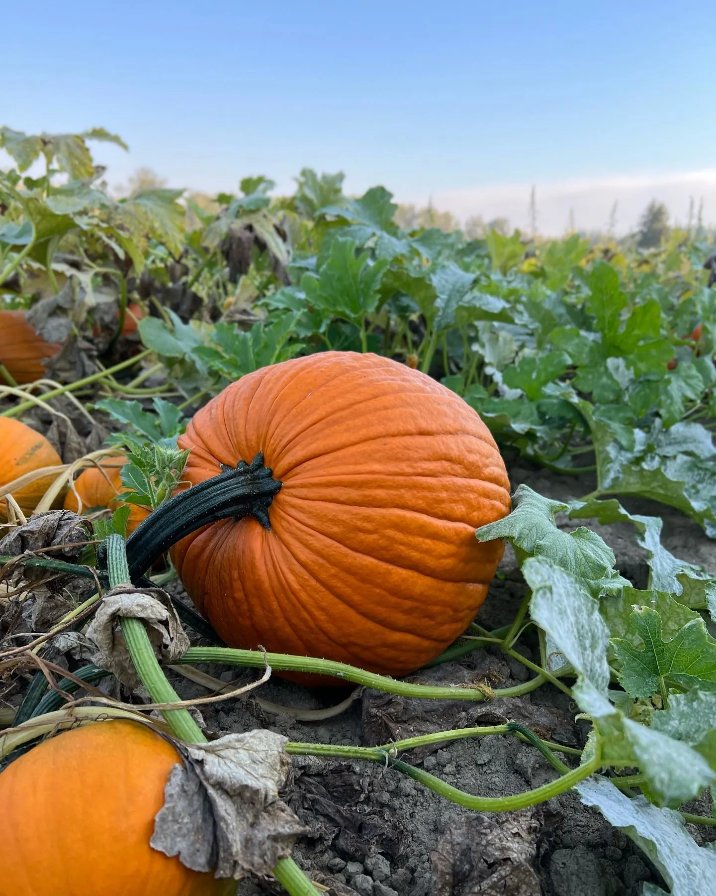 Pumpkin U-Pick field photo at Remlinger Farms