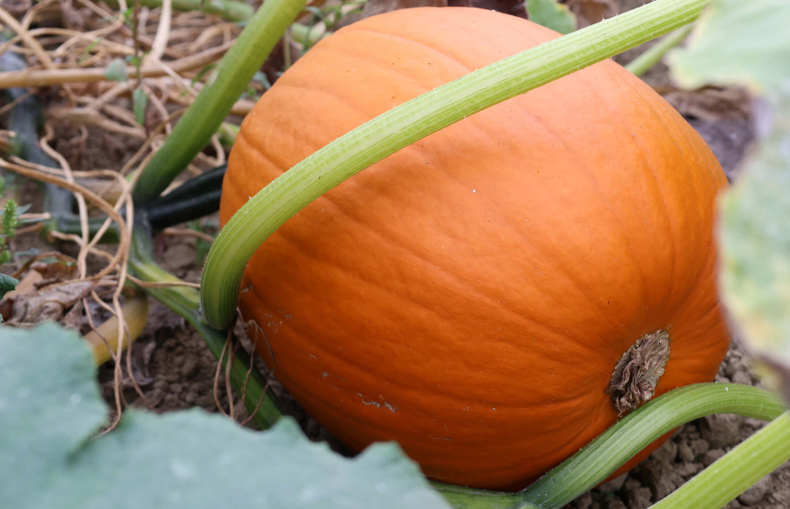 Pumpkin ready for a field photo