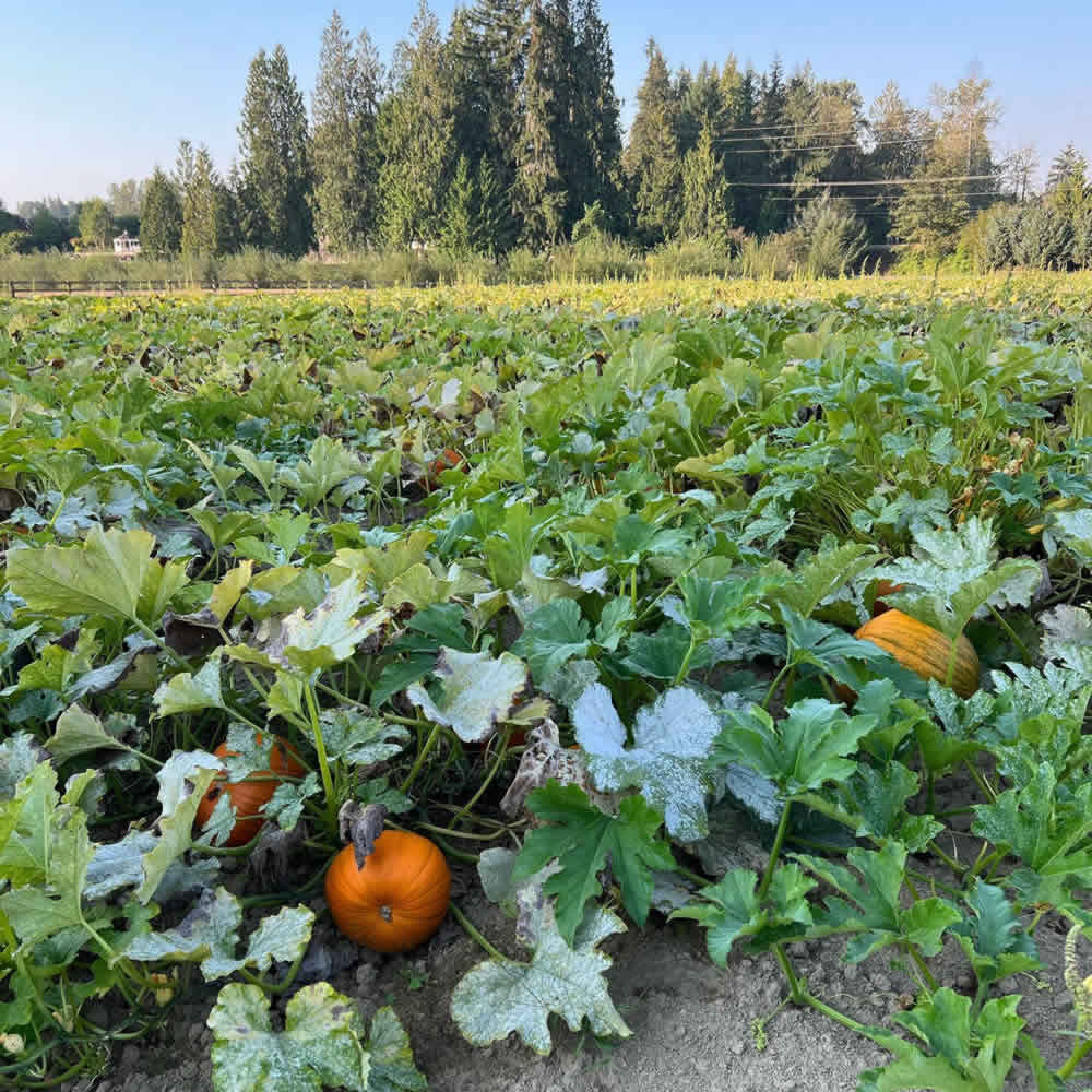 Pumpkin U-Pick at Remlinger Farms in Carnation, Washington