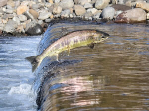 Salmon Habitat Restoration - Remlinger Farms