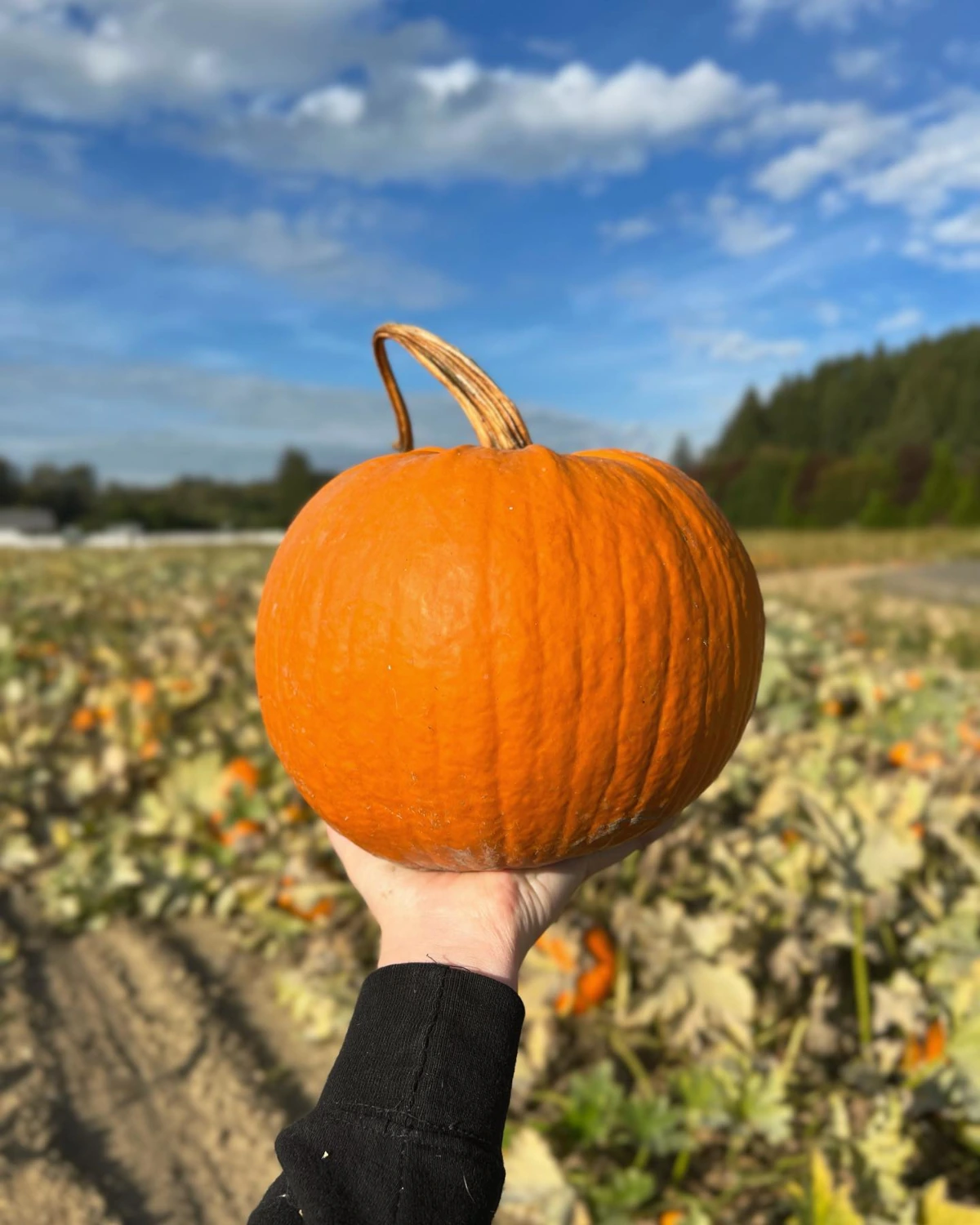 Hand holding a freshly picked pumpkin in the Remlinger Farms U-Pick pumpkin field near Seattle