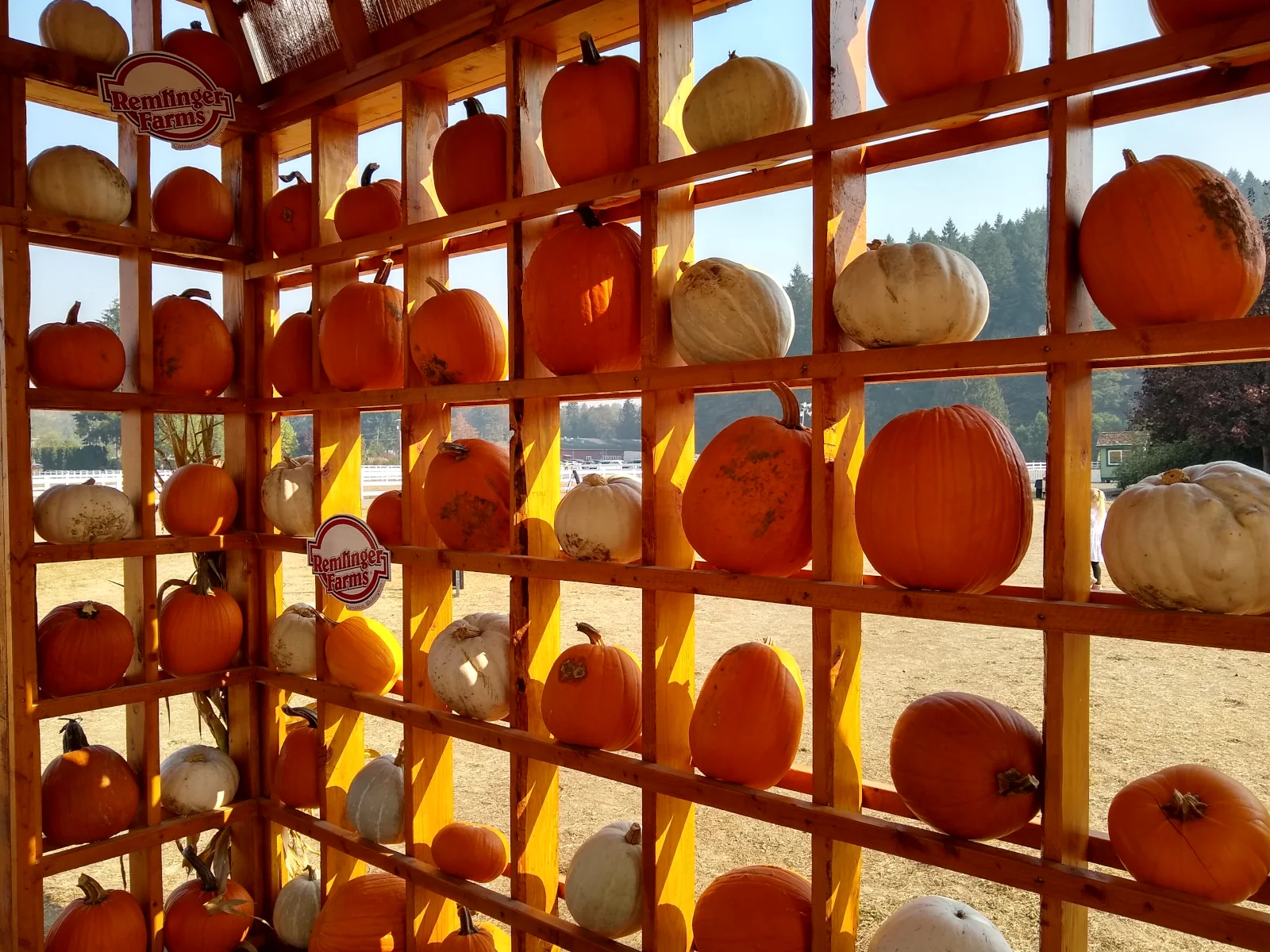 Pumpkin Village fall photo display at Remlinger Farms in Carnation WA