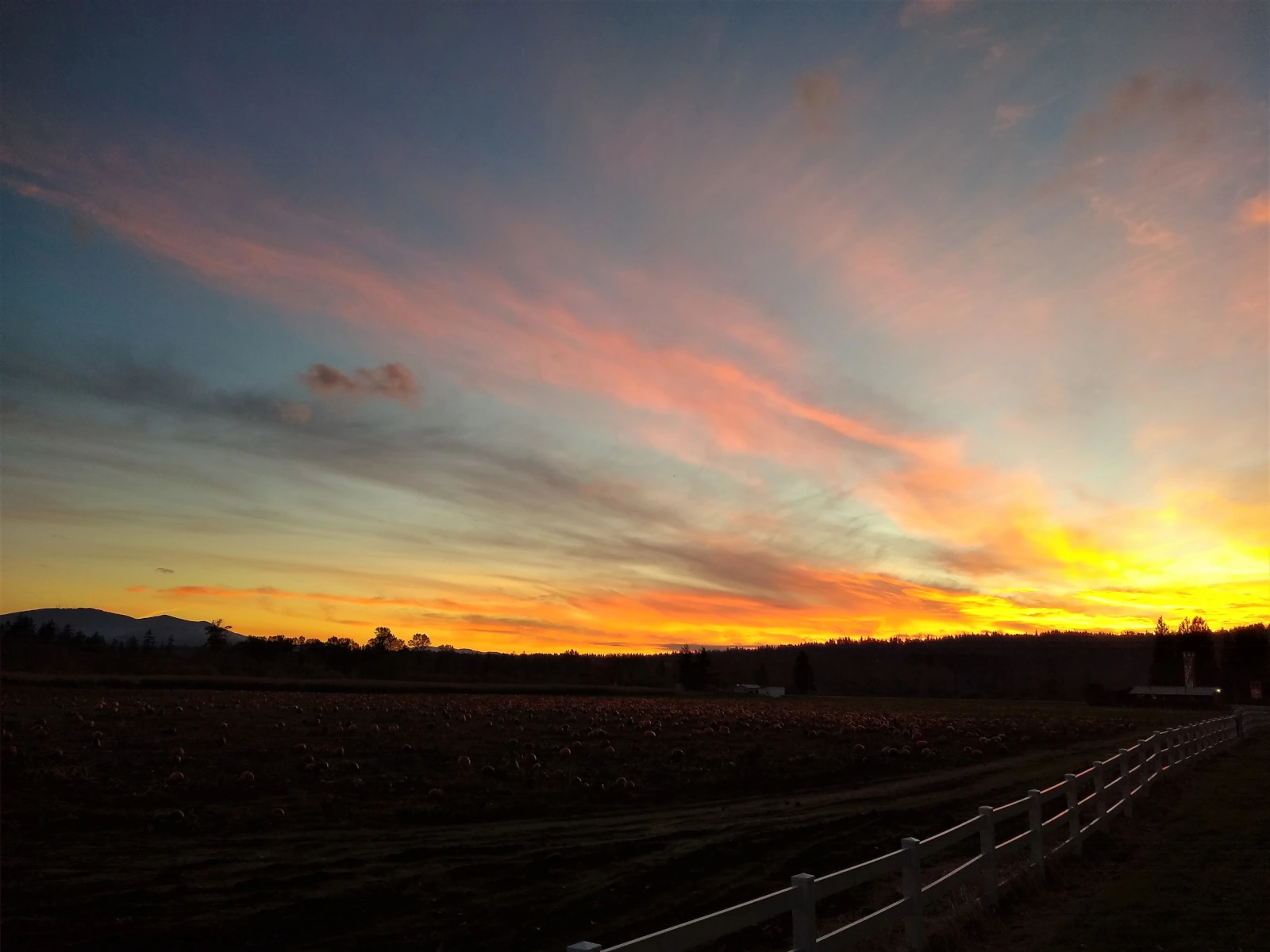 Pumpkin field at sunset at Remlinger Farms in Carnation, Washington